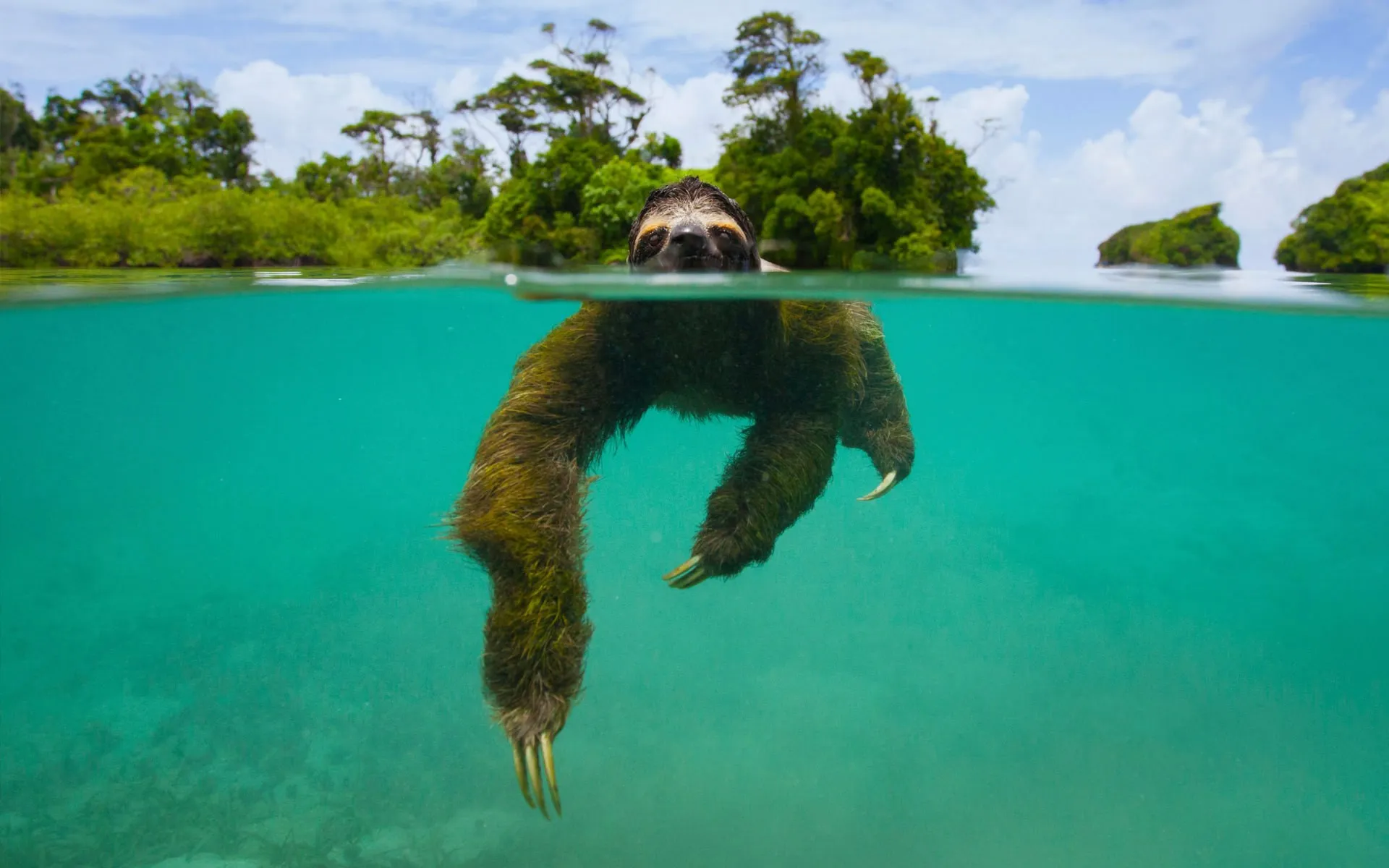 How Sloths Can Hold Their Breath Longer Than Dolphins