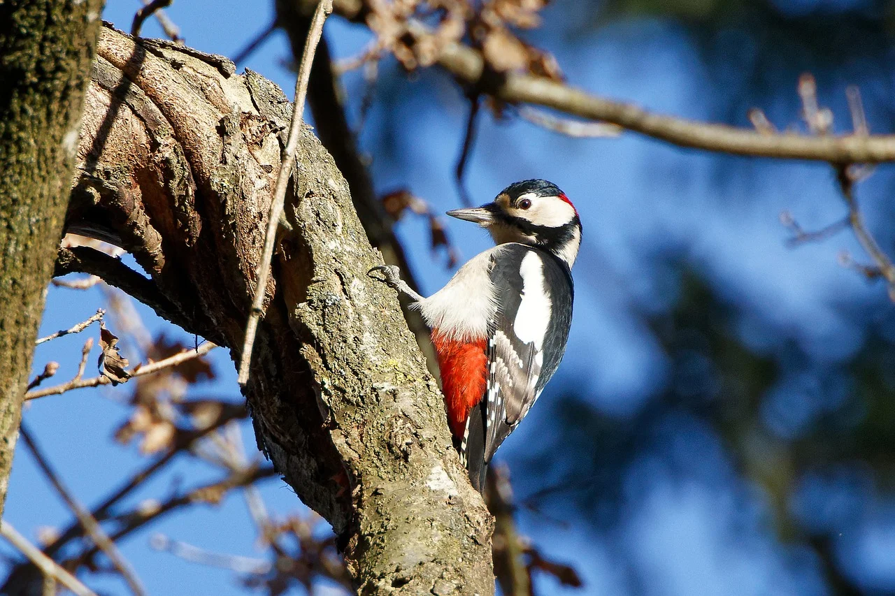 How Woodpeckers Avoid Getting Brain Damage