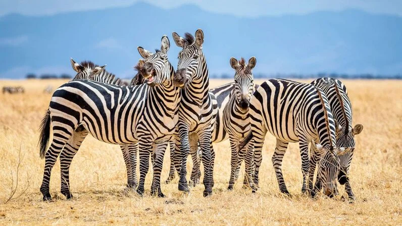 The Real Purpose of Zebra Stripes: Camouflage or Insect Repellent?