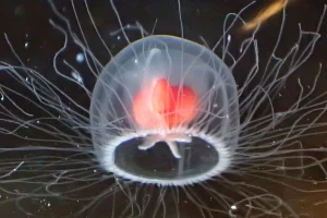 The Secret Behind the Immortal Jellyfish That Can Revert Its Age