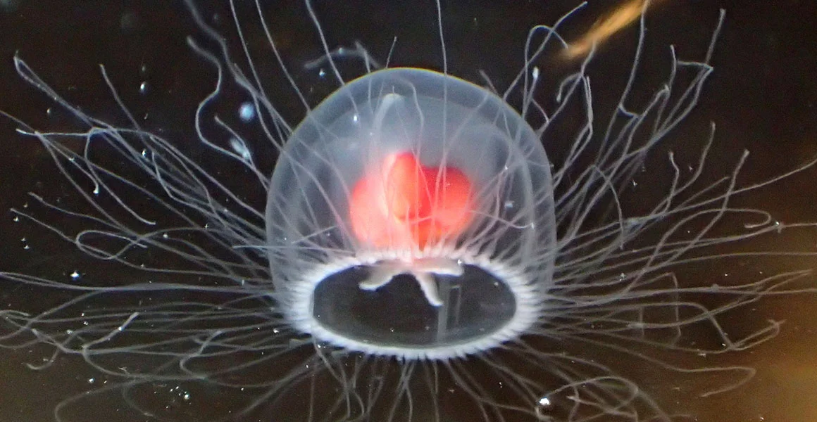 The Secret Behind the Immortal Jellyfish That Can Revert Its Age