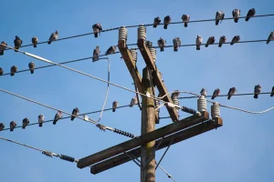 Why Birds Don’t Get Electrocuted When Perching on Power Lines