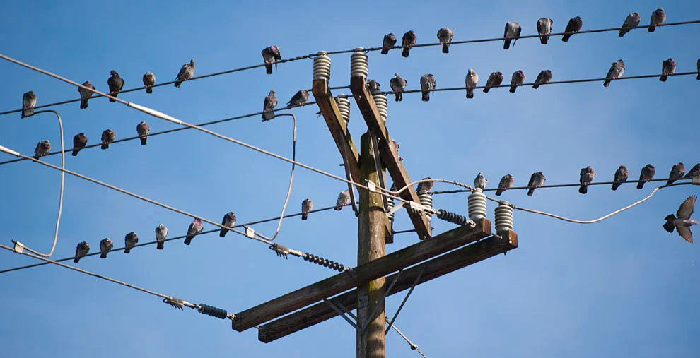 Why Birds Don’t Get Electrocuted When Perching on Power Lines