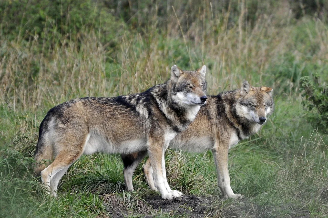 How Did Ancient Myths Portray the Relationship Between Humans and Wolves?