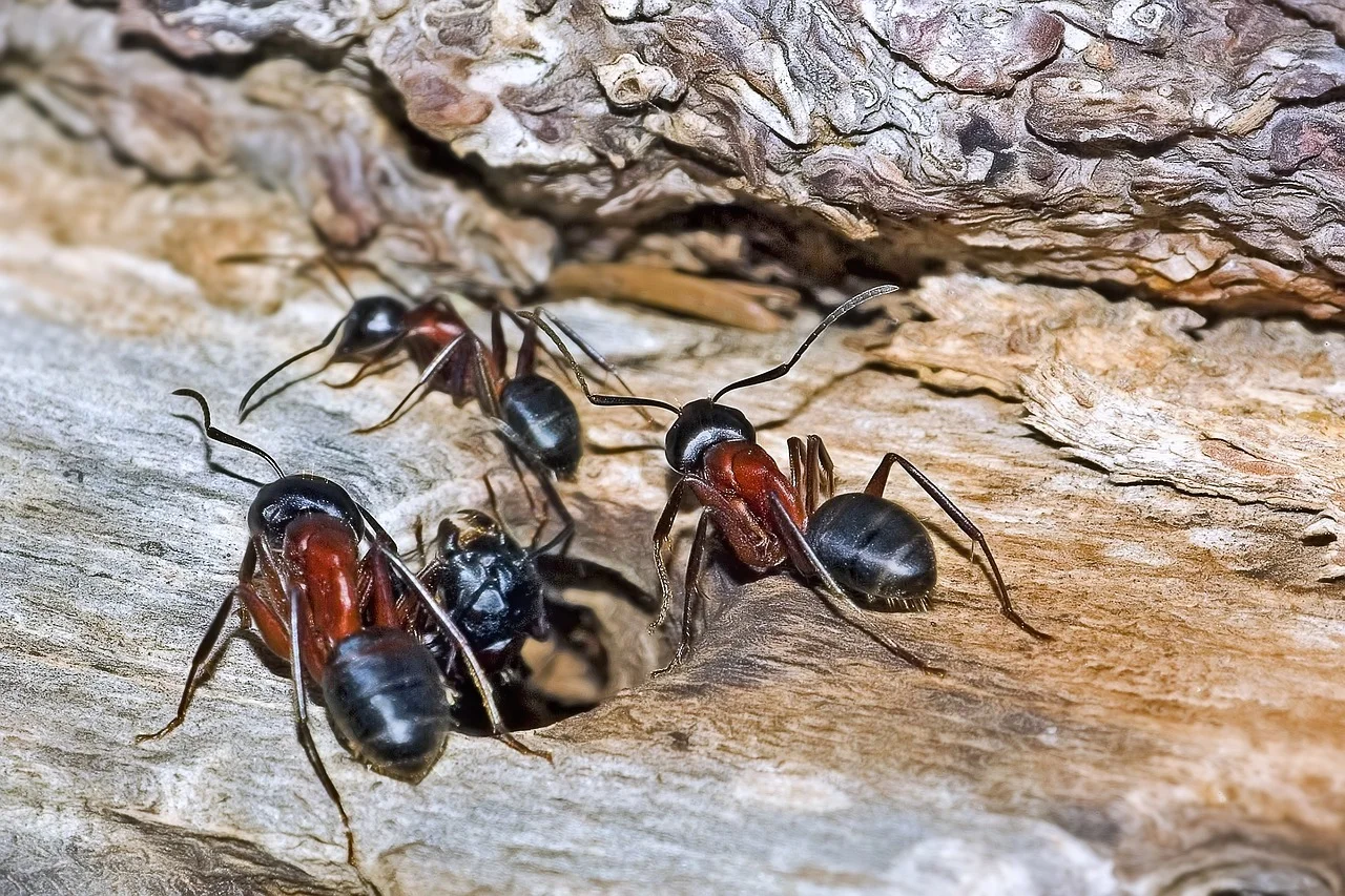 How Do Ants Create Complex Colonies Without a Leader?