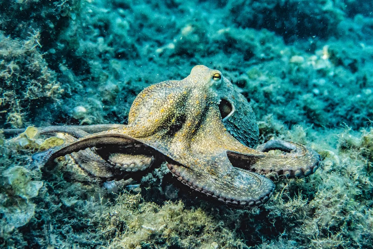 How Do Octopuses Camouflage Themselves in Just a Split Second?