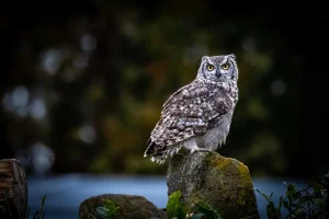 Why Were Owls and Ravens Frequently Associated With Death in Myths?